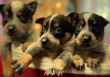 Australian cattle dog puppies Blue & Red available