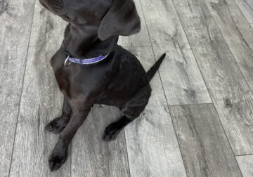 Chocolate Lab for Sale