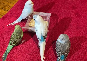 Budgies looking for a new home