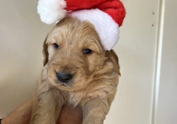 Beautiful Golden Christmas Puppy