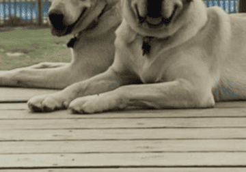 Two labradors