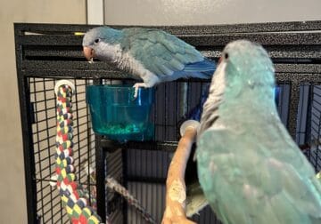 Blue Quaker parrot breeding pair
