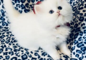 CFA Persians kittens