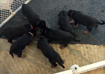 Full Bred Rottweiler Puppies