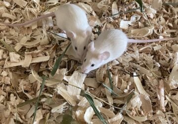 Rehoming 2 female mice