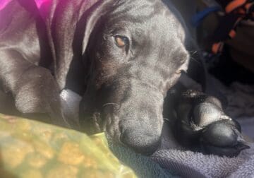 3 Month Old Female Great Dane