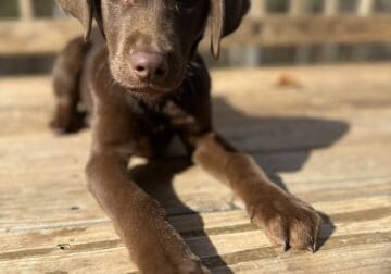 Chocolate lab puppy