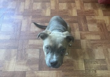 Grey Pitbull Puppy 7 month old