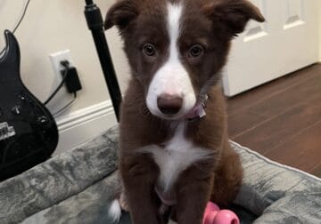 Border Collie Puppy (10 weeks)