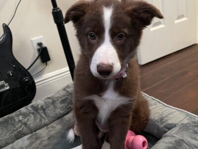 Border Collie Puppy (10 weeks)