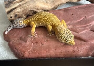 Leopard Geckos and Tanks