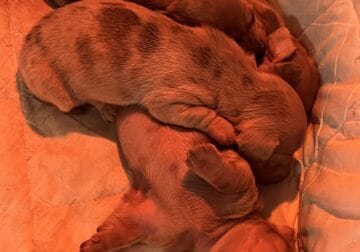 Dachshund mini red dapple short hair puppies