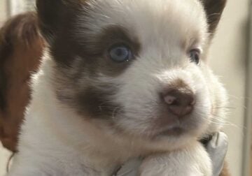 Pomsky Puppies for Sale