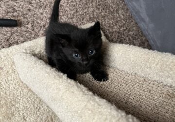 Black Male Part Maine Coon kitten medium/long
