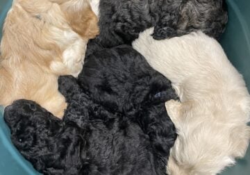 Goldendoodle Puppies- REDUCED