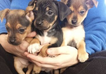 Rat terrier, Chihuahua, Yorkie