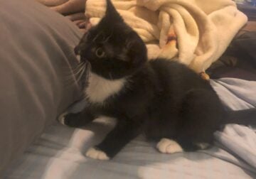 Baby Kitten needs a home