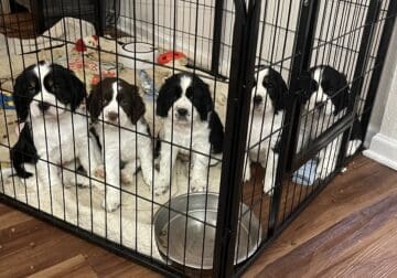 English Springer Puppies for Sale