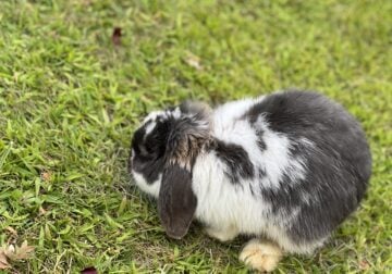 Dwarf Holland Lop Bunny