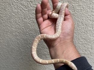 California king snake