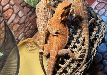 Leatherback Bearded Dragons with complete Set Up