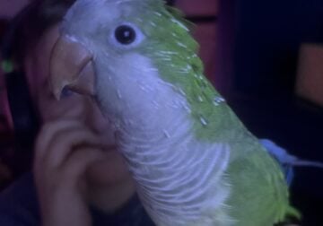 Green Quaker parrot with large cage