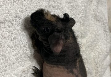 Baby skinny pigs looking for a home