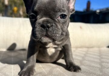 🐶 French Bulldog Puppies For Sale 🐶