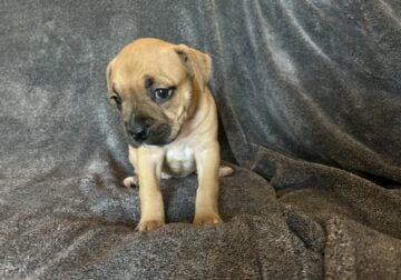 Boxer/ Bully Puppies- Female