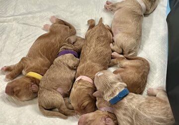 Gorgeous Mini Golden Doodle Puppies