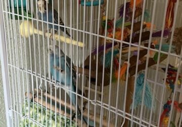 Two young parakeets + cage and accessories