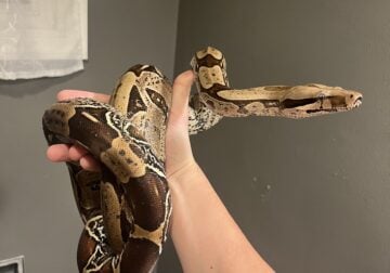 Red Tail Boa Constrictor