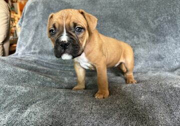 Boxer/ Bully Puppy- Male