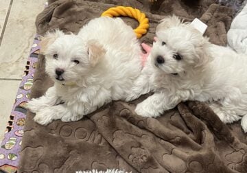 Mal-Shi puppies