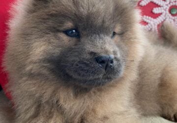 Full blooded Chow Chow puppies