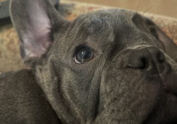 Loveable French Bulldog