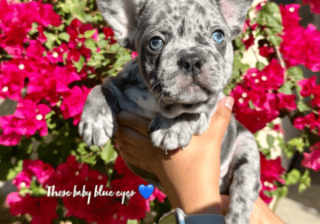 Available Male French Bulldog ❤️🎄