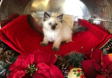 Ragdoll Kittens Ready For Christmas – REDUCED!