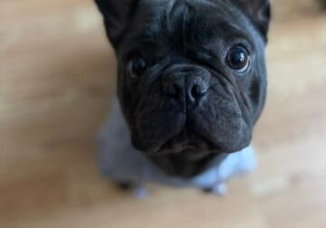 French Bulldog needs a better suited home!