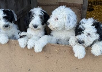 Sheepadoodle’s For Sale