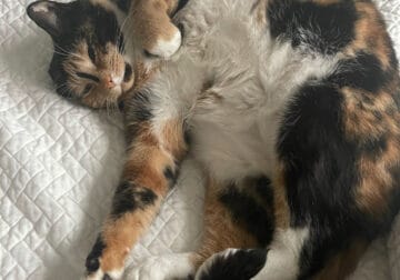 Kali – lazy cat needing to be rehomed