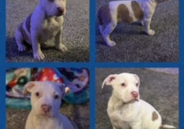 AKC American Staffordshire Pups for Sale