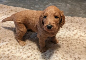 GOLDENDOODLE F2B PUPPIES FOR SALE