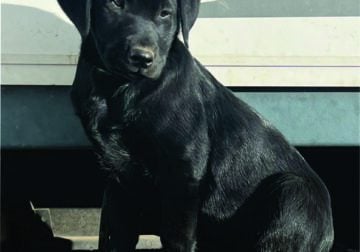 Pointing Labrador Pup for Sale