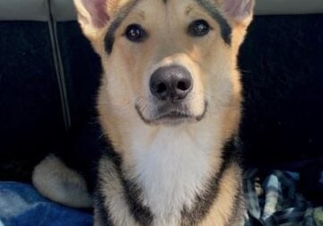 2 year old Male German Shepard Mix for Adoption