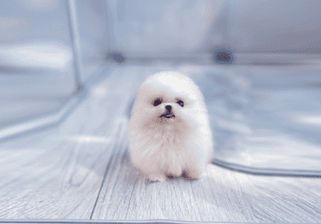 Micro Teacup Pomeranian – Kenny