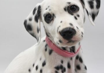 Pure Dalmatian puppies for sale