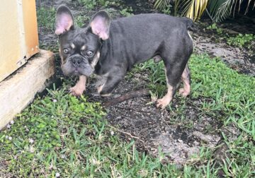 Very Smart French Bulldog 6 month Male Puppy