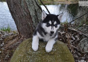 Adorable female and male Siberian Husky puppies