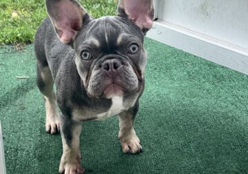 Sweet 6 month Lilac and Cream French Bulldog Girl